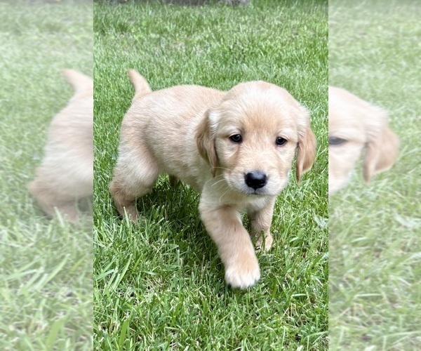 Medium Photo #4 Golden Retriever Puppy For Sale in FAIR HAVEN, MI, USA