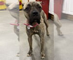 Small Presa Canario