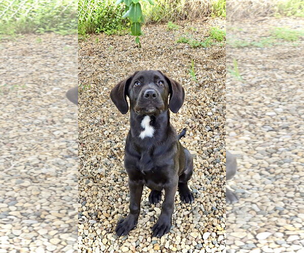 Medium Photo #4 Labrador Retriever-Unknown Mix Puppy For Sale in Estherville, IA, USA