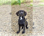Small #3 Labrador Retriever Mix