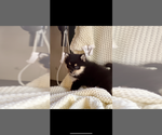 Small #1 Pomsky