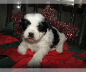 Shorkie Tzu Puppy for sale in ANN ARBOR, MI, USA