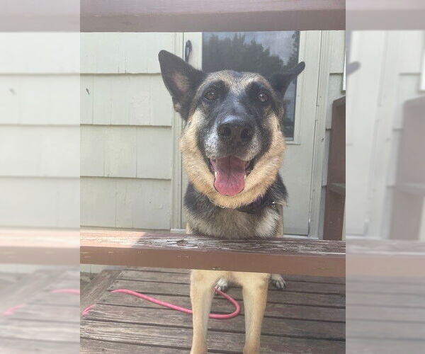 Medium Photo #2 German Shepherd Dog Puppy For Sale in Kansas City, MO, USA