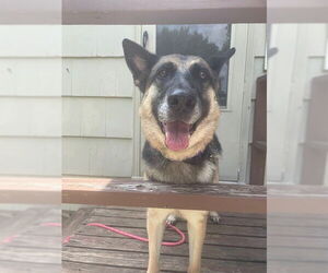 Daisy - Female German Shepherd Dog Dog for Adoption - Photo #2