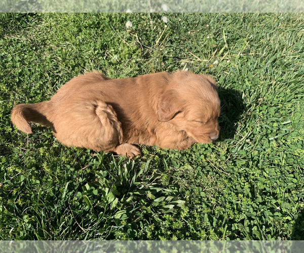 Medium Photo #6 Golden Retriever Puppy For Sale in CLEVER, MO, USA