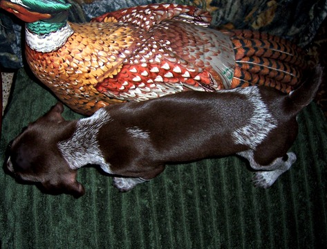 Medium Photo #5 German Shorthaired Pointer Puppy For Sale in ELBERTA, AL, USA