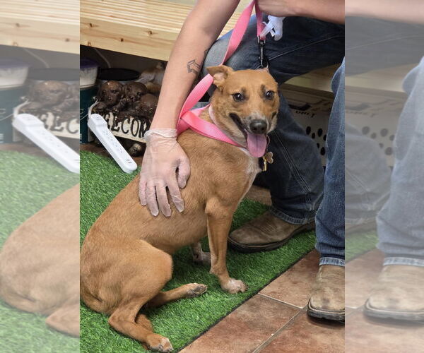 Medium Photo #1 - Mix Puppy For Sale in Amarillo, TX, USA