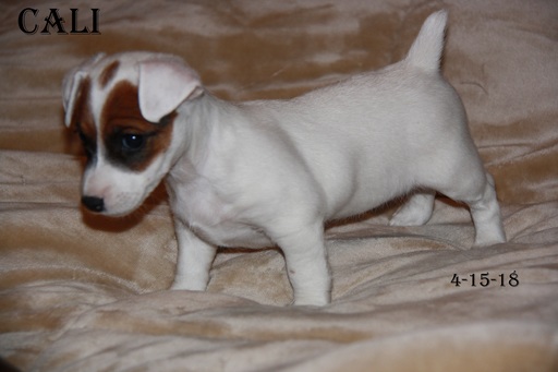 Medium Photo #1 Jack Russell Terrier Puppy For Sale in ELIZABETH, CO, USA