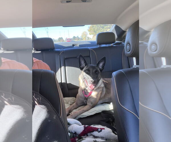 Medium Photo #3 Mutt Puppy For Sale in Imlay City, MI, USA