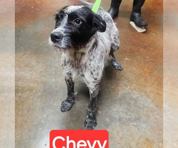 Medium Photo #4 Brussels Griffon-Pointer Mix Puppy For Sale in Rockaway, NJ, USA