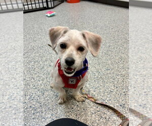 Shih Apso Dogs for adoption in Sayreville, NJ, NJ, USA