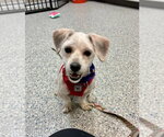 Small Shih Apso