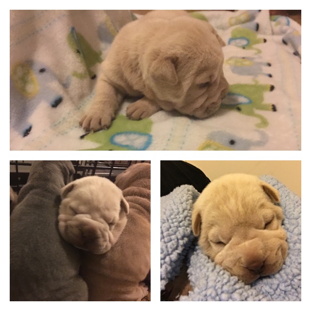 Medium Photo #1 Chinese Shar-Pei Puppy For Sale in IRVING, TX, USA