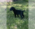 Small Photo #4 Labrador Retriever Puppy For Sale in EDEN VALLEY, MN, USA