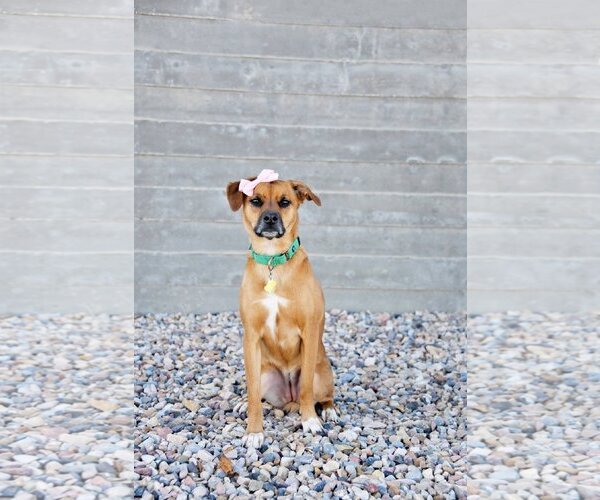 Medium Photo #13 Labrador Retriever-Unknown Mix Puppy For Sale in Sandy, UT, USA