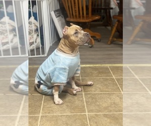 American Bully Puppy for sale in LAKELAND, FL, USA