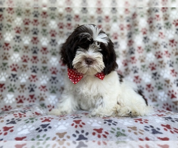 Medium Photo #2 ShihPoo Puppy For Sale in LAKELAND, FL, USA