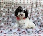 Small #1 ShihPoo