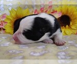 Small Photo #53 Border Collie Puppy For Sale in NORBORNE, MO, USA