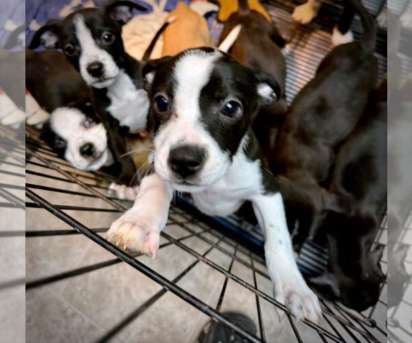 Medium Photo #3 American Boston Bull Terrier Puppy For Sale in GILBERTS, IL, USA