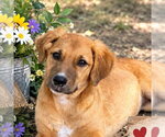 LILA - Female - Mix Dog for Adoption - Small photo