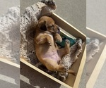 Puppy Prima Donna Beagle-Shiba Inu Mix