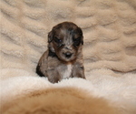 Small #21 Australian Retriever