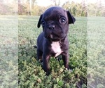 Small Photo #2 Buggs Puppy For Sale in WEST PLAINS, MO, USA