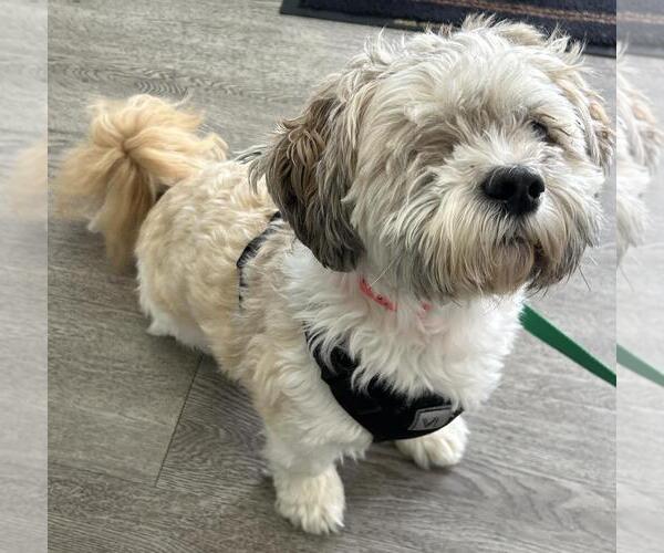 Medium Photo #5 Shih Tzu-Unknown Mix Puppy For Sale in Westminster, MD, USA