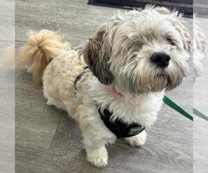 Sammy - Male Shih Tzu-Unknown Mix Dog for Adoption - Photo #5