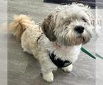 Small #4 Shih Tzu Mix