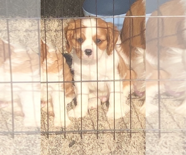 Medium Photo #3 Cavalier King Charles Spaniel Puppy For Sale in RIVERSIDE, CA, USA
