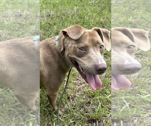 Bulldog-Unknown Mix Dogs for adoption in Tarrytown, GA, USA