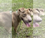 Small Bulldog Mix