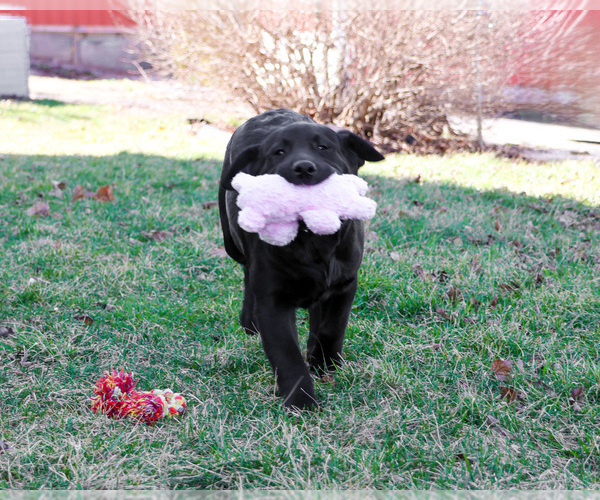 Medium Photo #3 Labrador Retriever Puppy For Sale in SYRACUSE, IN, USA