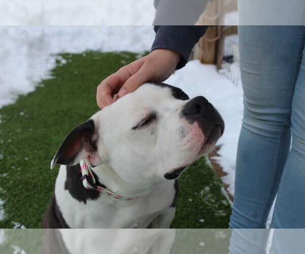 Medium Photo #3 Bulldog-Unknown Mix Puppy For Sale in Chestertown, MD, USA