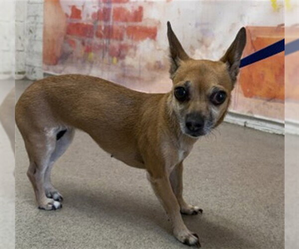 Medium Photo #1 Chihuahua Puppy For Sale in San Bernardino, CA, USA
