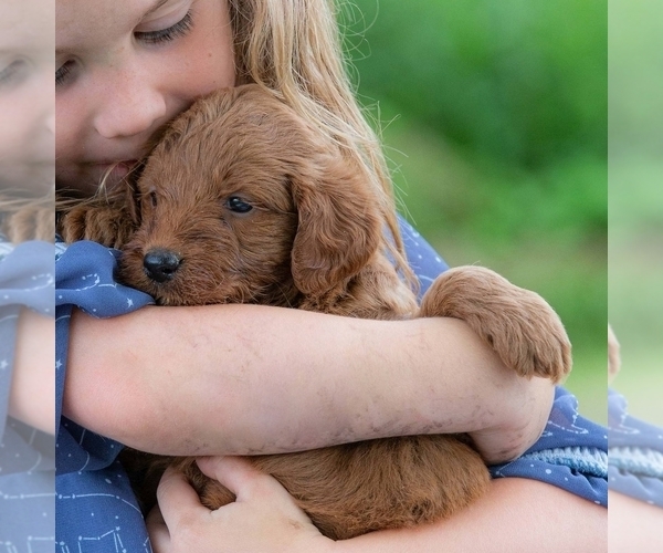 Medium Photo #1 Goldendoodle (Miniature) Puppy For Sale in WYALUSING, PA, USA