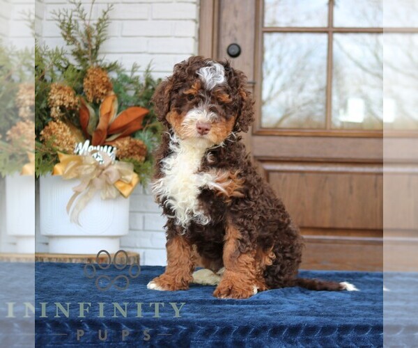 Medium Photo #1 Bernedoodle (Miniature) Puppy For Sale in NARVON, PA, USA