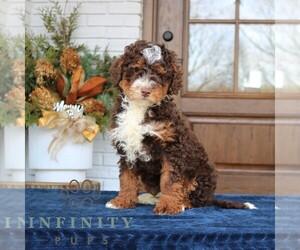 Bernedoodle (Miniature) Puppy for sale in NARVON, PA, USA