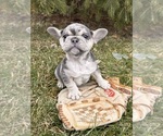 Small #1 French Bulldog