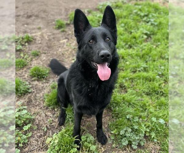 Medium Photo #1 German Shepherd Dog-Unknown Mix Puppy For Sale in Modesto, CA, USA