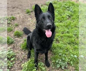 German Shepherd Dog-Unknown Mix Dogs for adoption in Modesto, CA, USA