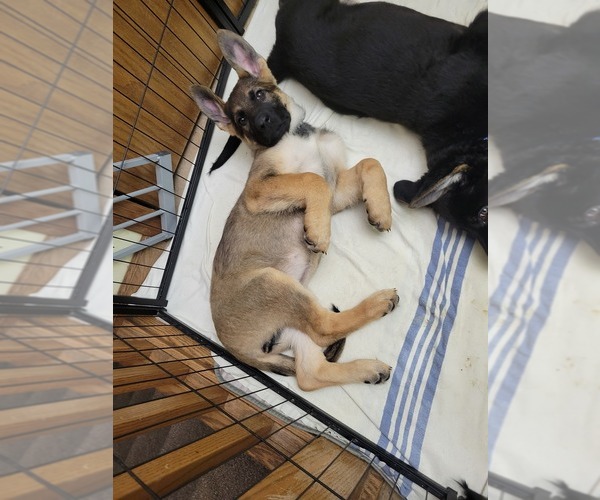 Medium Photo #3 German Shepherd Dog Puppy For Sale in SAINT CROIX FALLS, WI, USA