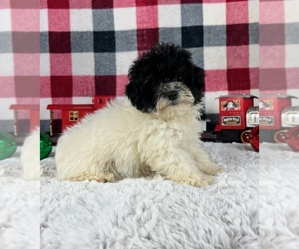 Medium Photo #3 Maltipoo Puppy For Sale in GREENWOOD, IN, USA