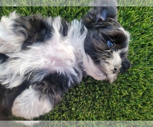 Shih-Poo Puppy for sale in PHOENIX, AZ, USA
