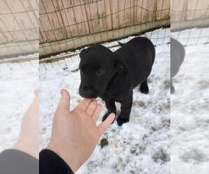 Labrador Retriever Puppy for sale in CITY OF SPOKANE VALLEY, WA, USA