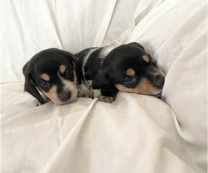 Dachshund Litter for sale in LITTLE FALLS, MN, USA