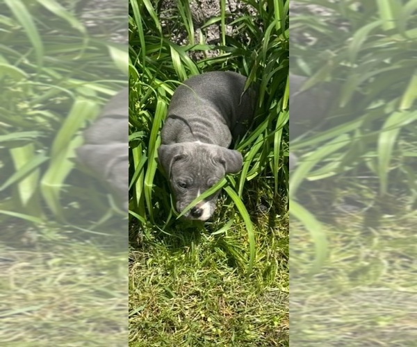 Medium Photo #6 American Staffordshire Terrier-Rhodesian Ridgeback Mix Puppy For Sale in BETHALTO, IL, USA