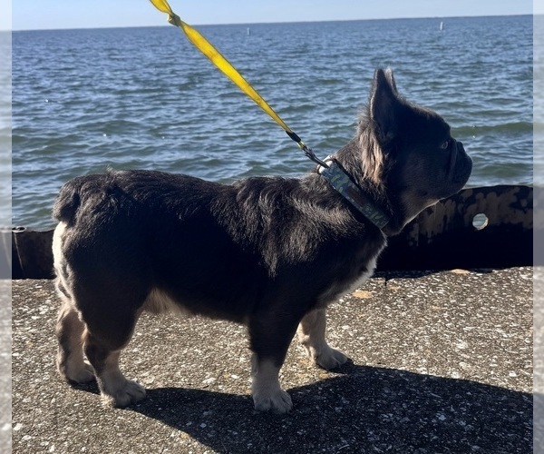 Medium Photo #1 French Bulldog Puppy For Sale in BONNEAU, SC, USA